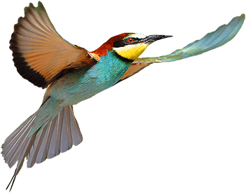 Brid